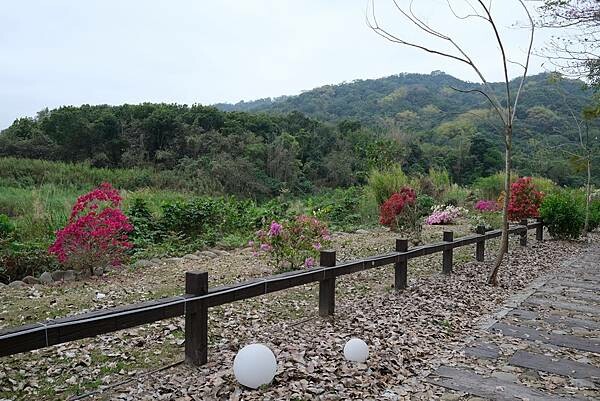 [南投‧鹿谷]清水溝溪麝香木花道