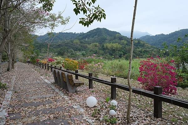 [南投‧鹿谷]清水溝溪麝香木花道
