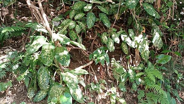 基隆市中正區【走。遊基隆】基隆塔與基隆廟口