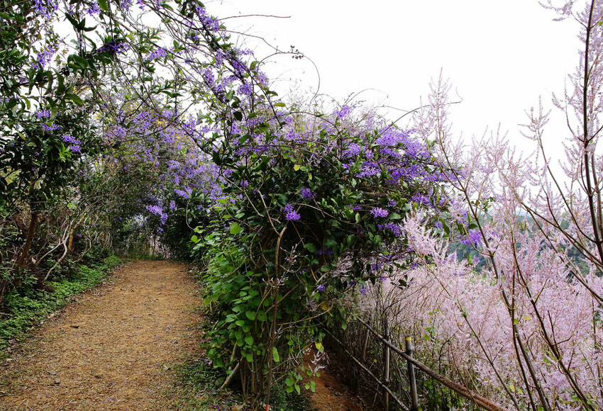 瑰蜜甜心玫瑰園，2024南投中寮熱門打卡景點，3000坪粉紅