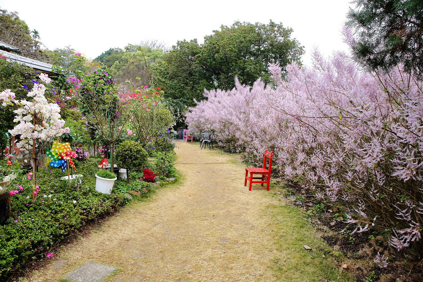 瑰蜜甜心玫瑰園，2024南投中寮熱門打卡景點，3000坪粉紅