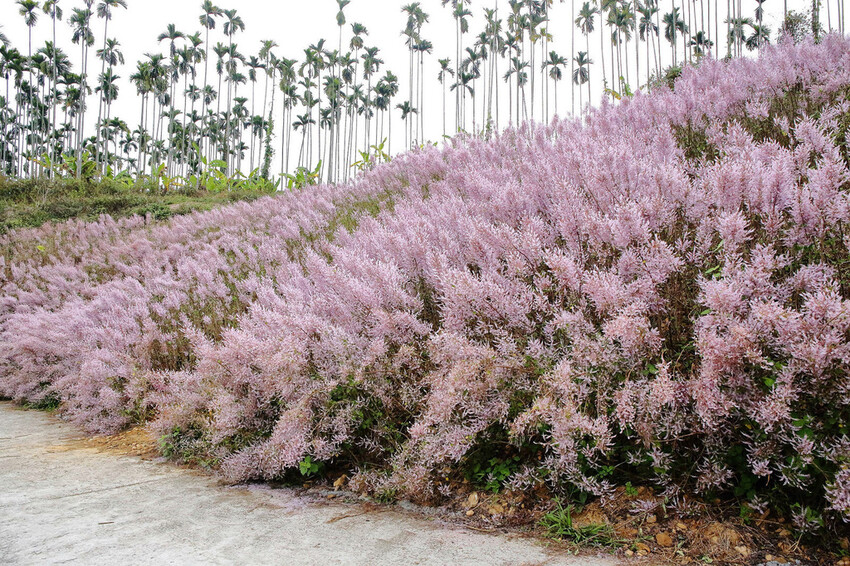 瑰蜜甜心玫瑰園，2024南投中寮熱門打卡景點，3000坪粉紅