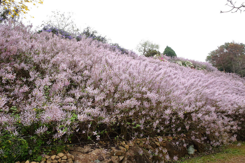 瑰蜜甜心玫瑰園，2024南投中寮熱門打卡景點，3000坪粉紅