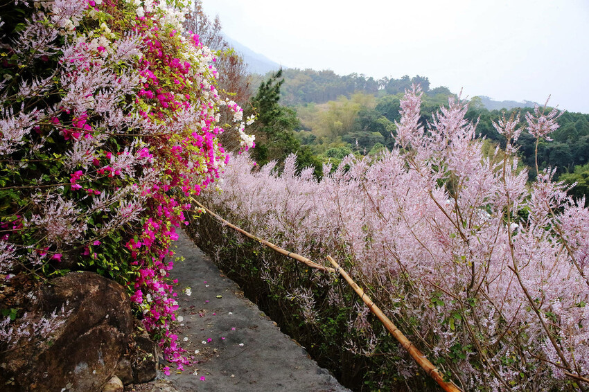 瑰蜜甜心玫瑰園，2024南投中寮熱門打卡景點，3000坪粉紅
