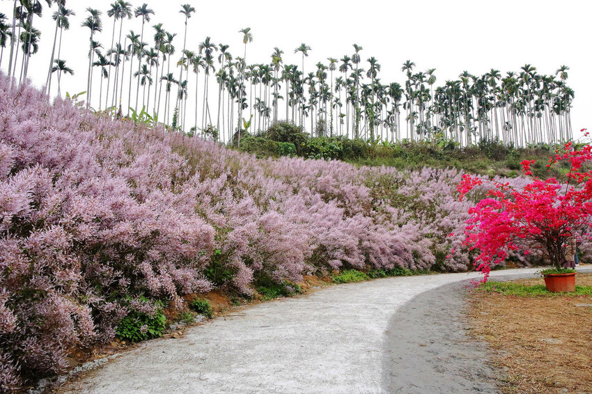 瑰蜜甜心玫瑰園，2024南投中寮熱門打卡景點，3000坪粉紅