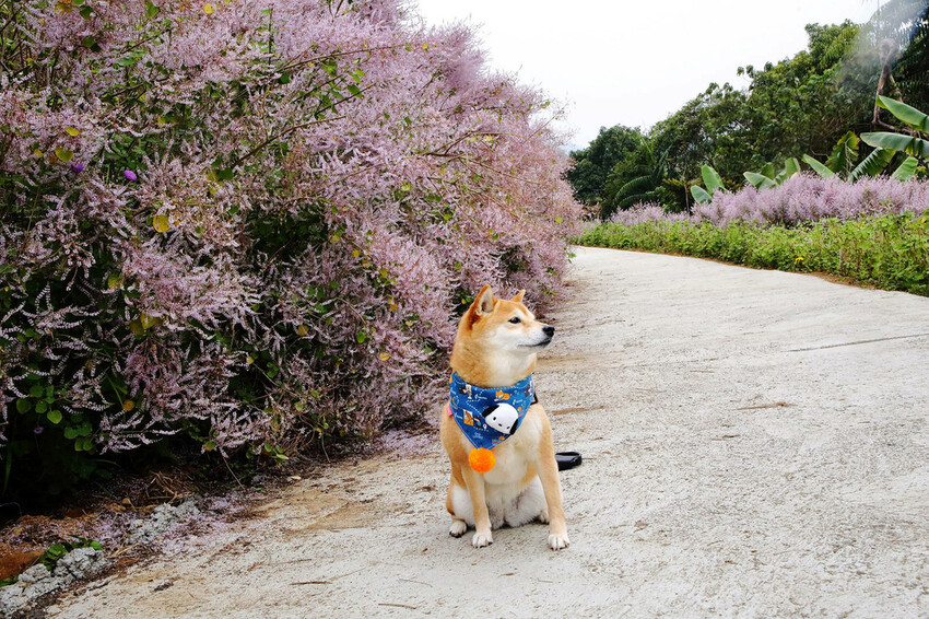 瑰蜜甜心玫瑰園，2024南投中寮熱門打卡景點，3000坪粉紅