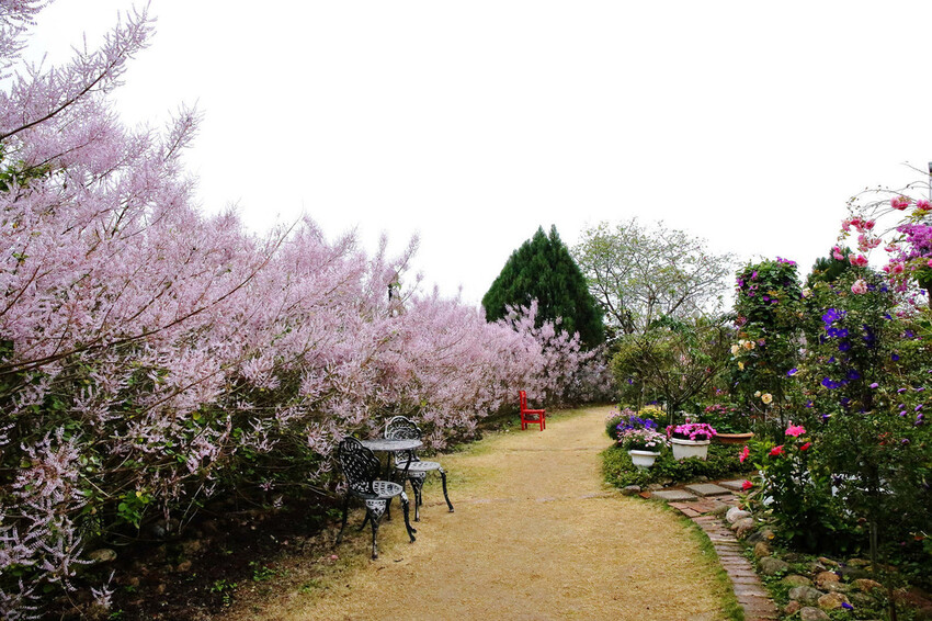 瑰蜜甜心玫瑰園，2024南投中寮熱門打卡景點，3000坪粉紅