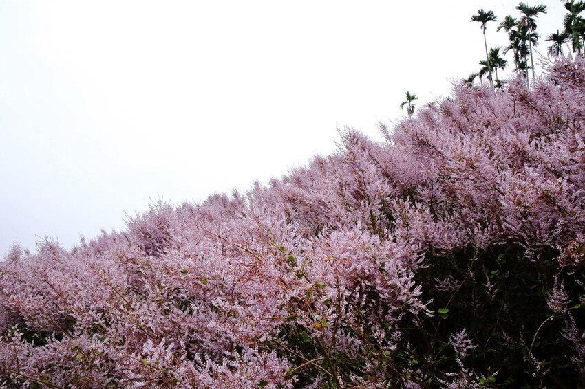 瑰蜜甜心玫瑰園，2024南投中寮熱門打卡景點，3000坪粉紅