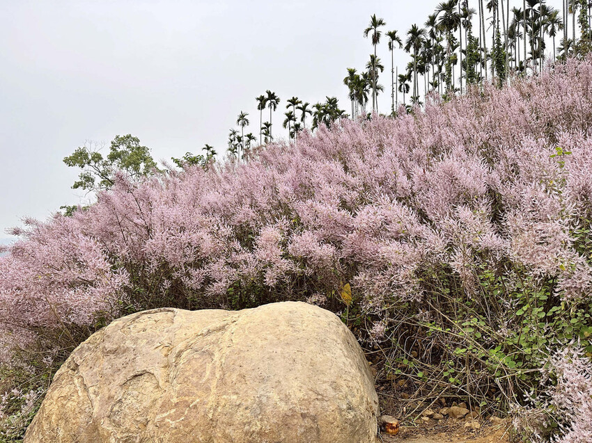 瑰蜜甜心玫瑰園，2024南投中寮熱門打卡景點，3000坪粉紅