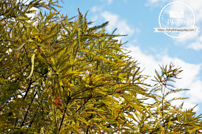 自然樂活必去『三坑自然生態公園』免費親子景點｜風景如畫空氣清新｜讓你逛完超放鬆｜龍潭景點 - 相片中的菲莉絲