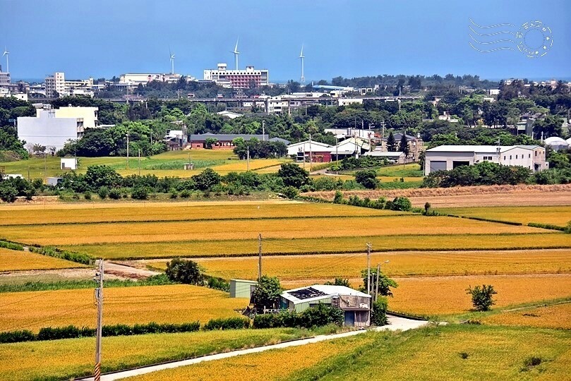 苗栗金黃稻田景色 苗栗金黃稻田景色