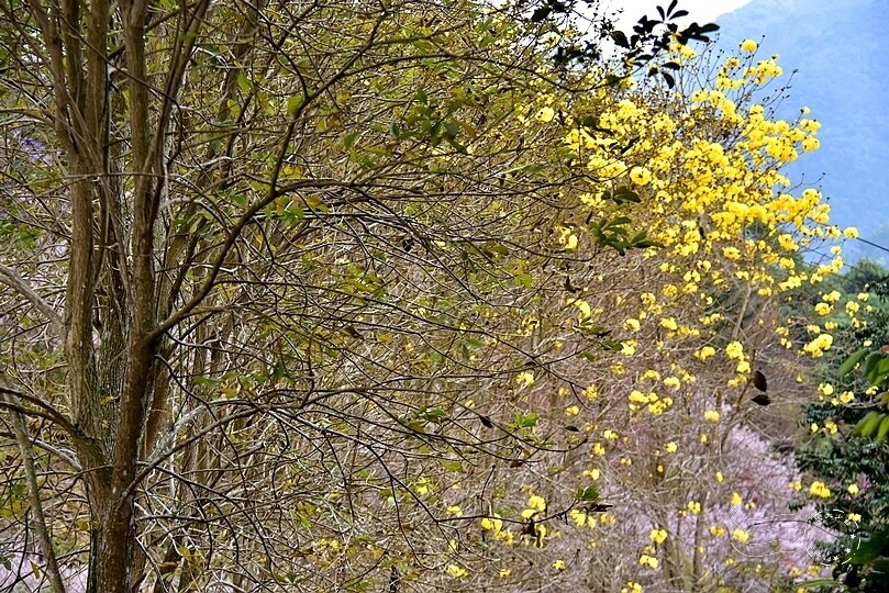 中寮瑰蜜甜心玫瑰園:風鈴木