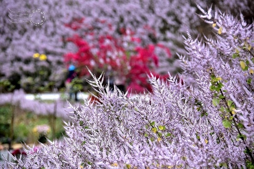 中寮瑰蜜甜心玫瑰園:麝香木