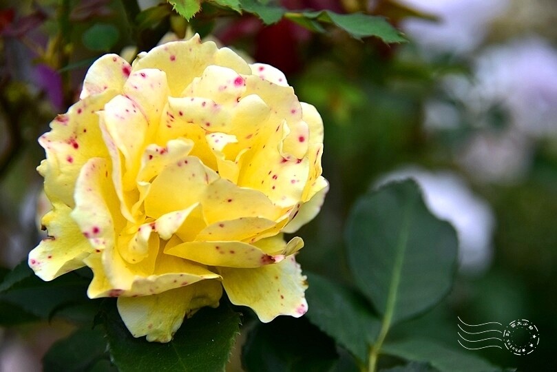 中寮瑰蜜甜心玫瑰園