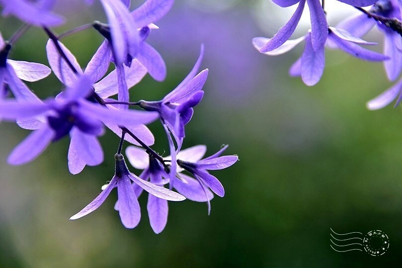 中寮瑰蜜甜心玫瑰園:錫葉藤