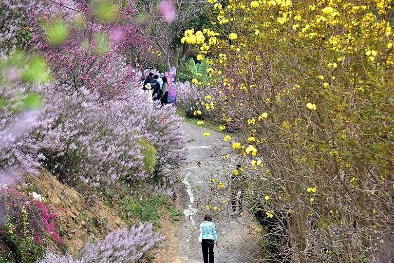 中寮瑰蜜甜心玫瑰園