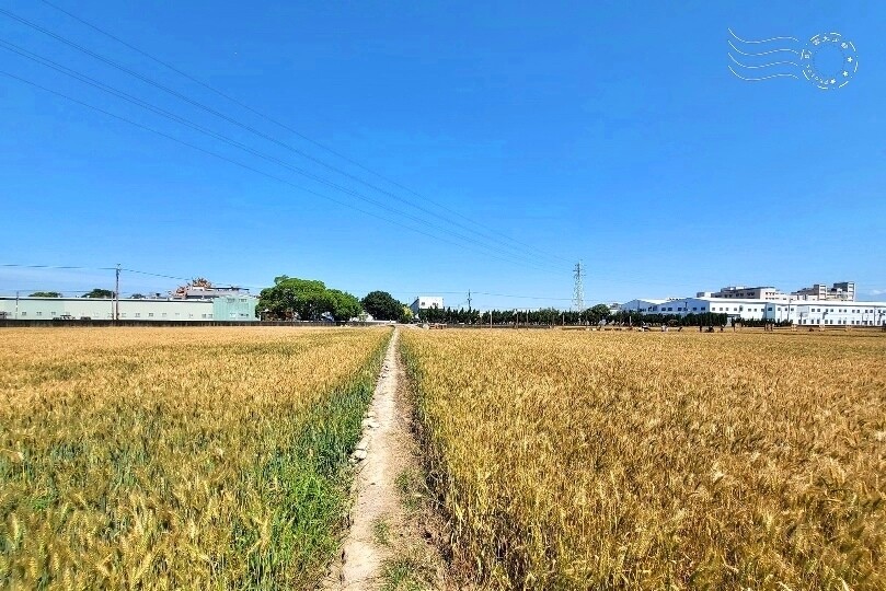 大雅小麥田