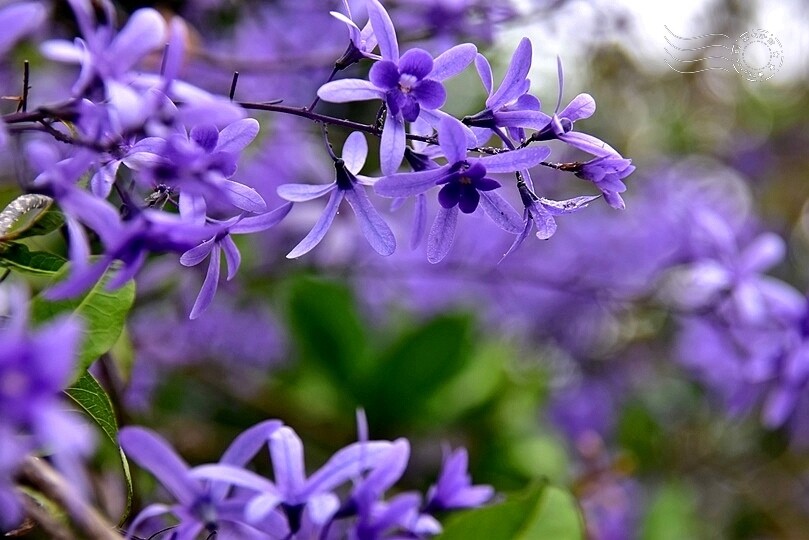 中寮瑰蜜甜心玫瑰園:錫葉藤