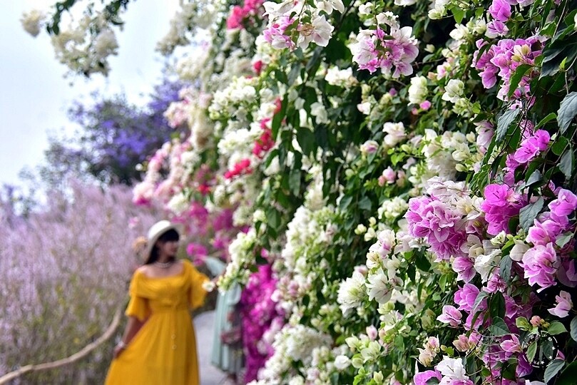 中寮瑰蜜甜心玫瑰園:九重葛