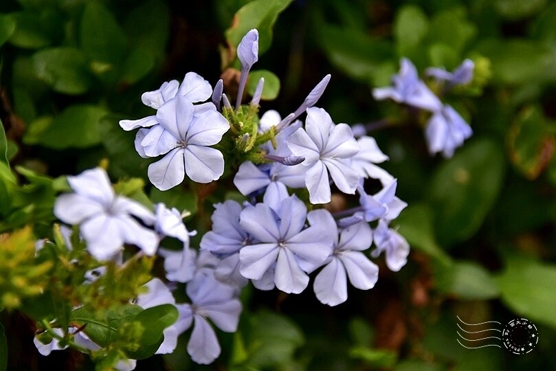 中寮瑰蜜甜心玫瑰園:藍雪