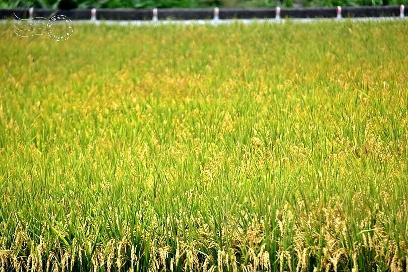 苗栗金黃稻田景色 苗栗金黃稻田景色