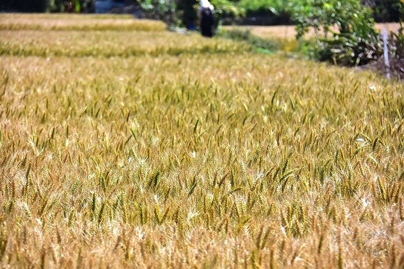 大雅小麥田