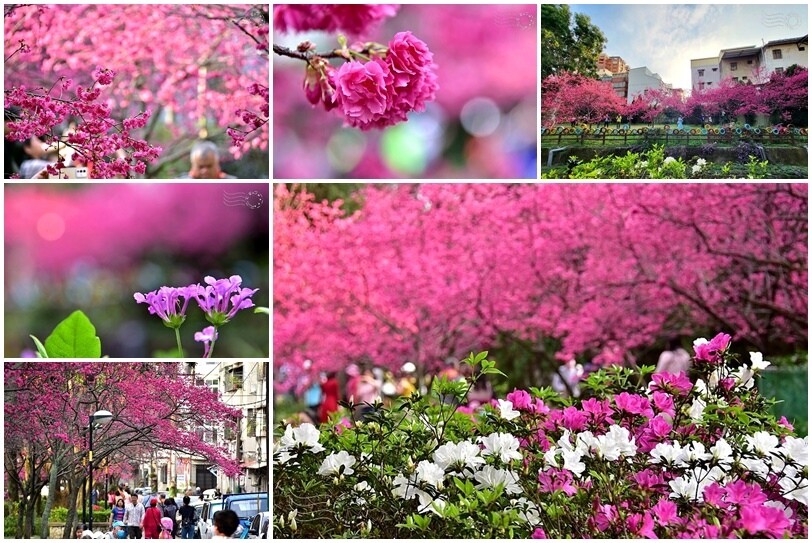 中壢莒光公園櫻花季