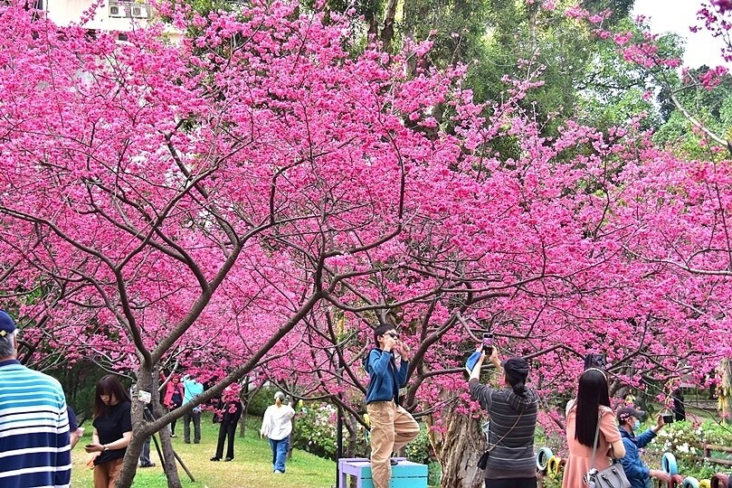 中壢莒光公園:八重櫻
