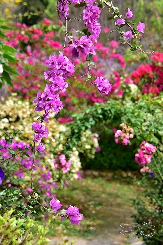 中寮瑰蜜甜心玫瑰園:九重葛