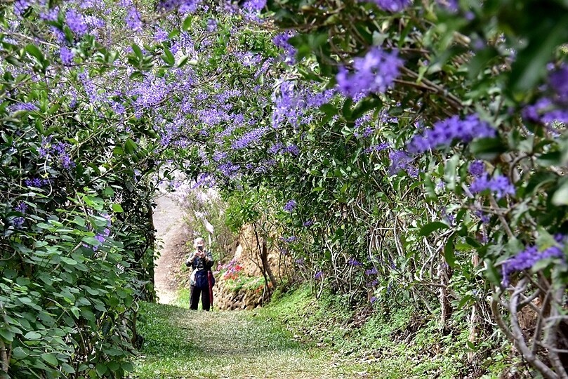 中寮瑰蜜甜心玫瑰園:錫葉藤