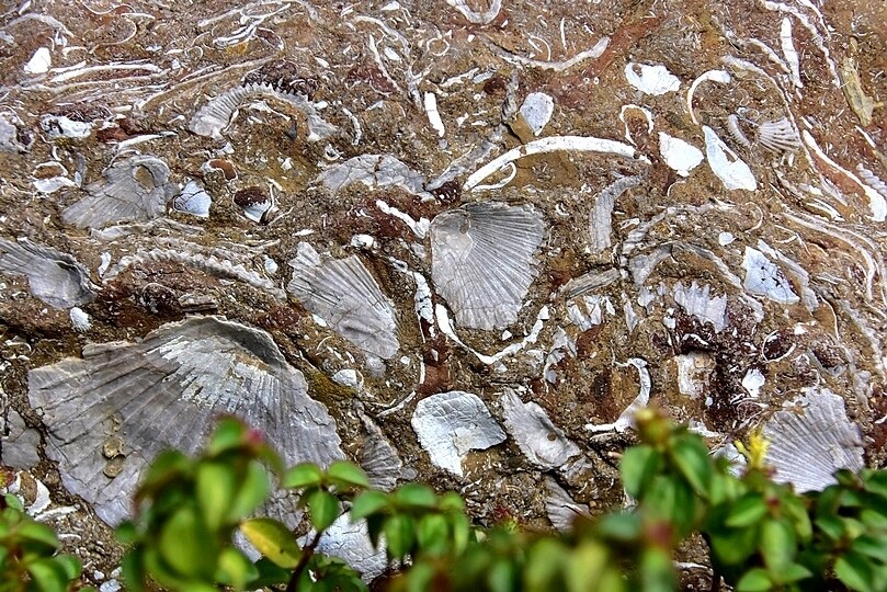 中寮瑰蜜甜心玫瑰園:海底化石