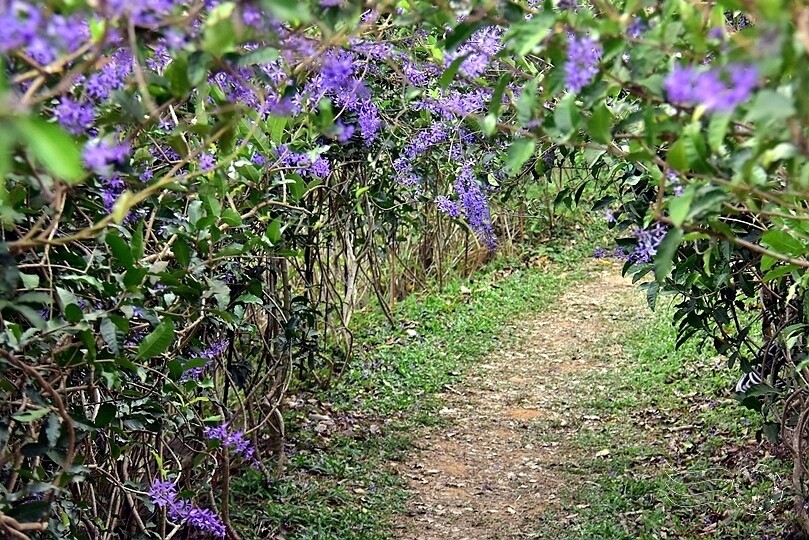 中寮瑰蜜甜心玫瑰園:錫葉藤