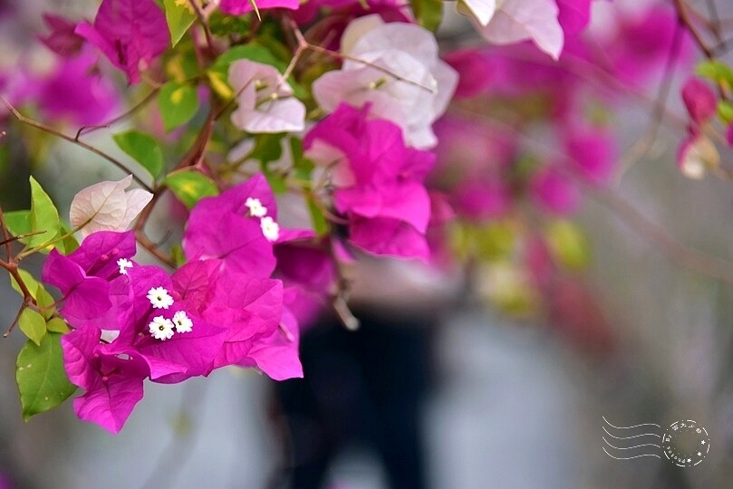 中寮瑰蜜甜心玫瑰園:九重葛