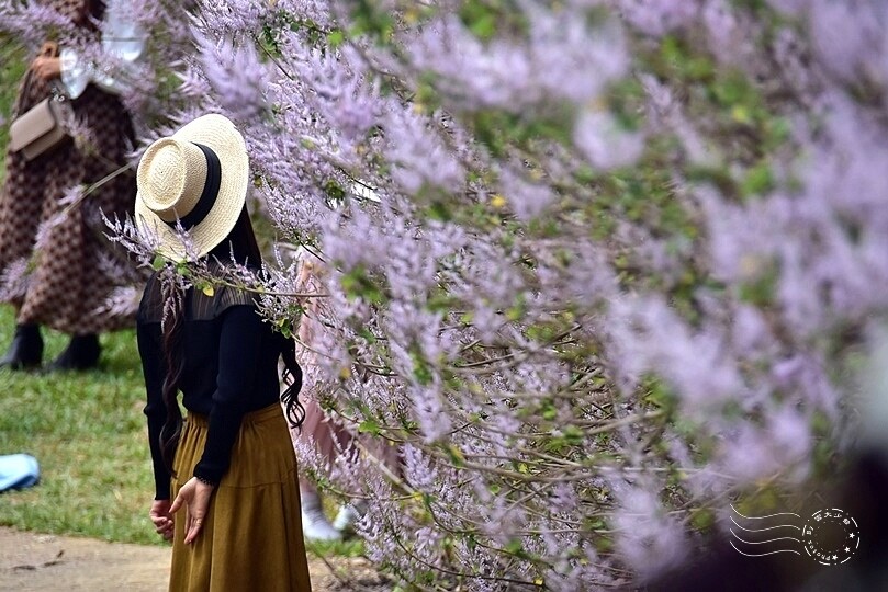 中寮瑰蜜甜心玫瑰園:麝香木