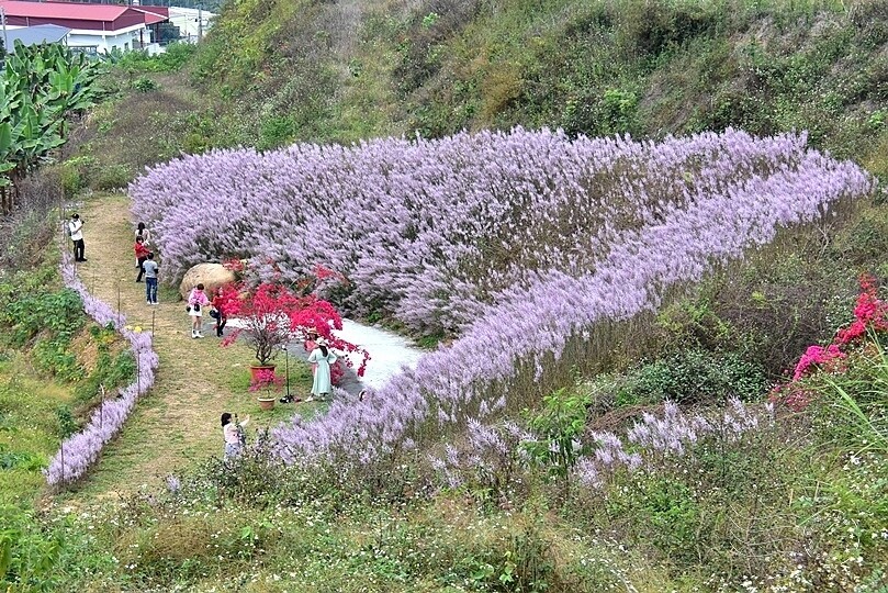 中寮瑰蜜甜心玫瑰園:麝香木