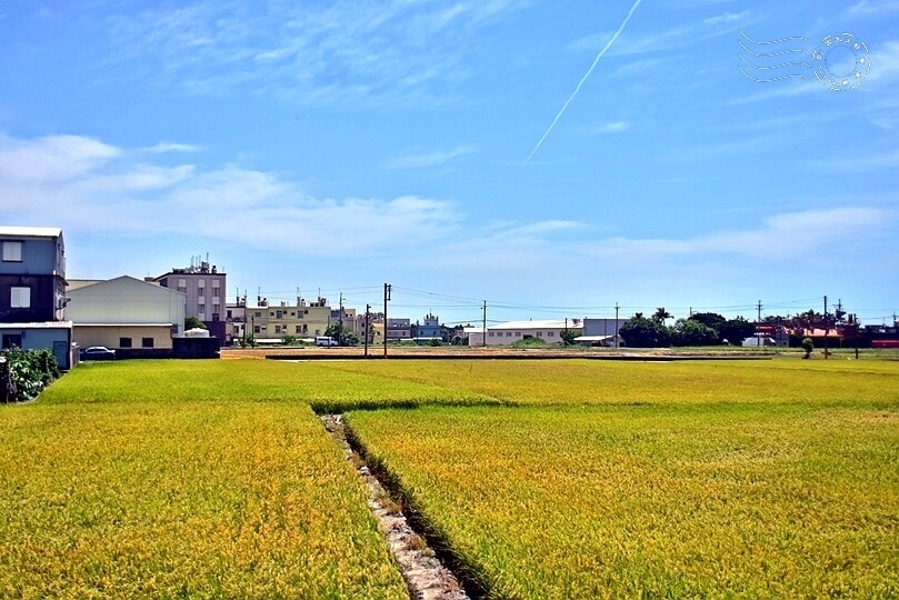 苗栗金黃稻田景色 苗栗金黃稻田景色