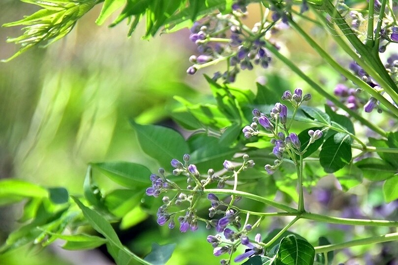 大雅小麥田苦楝花