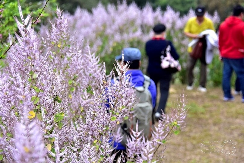 中寮瑰蜜甜心玫瑰園:麝香木