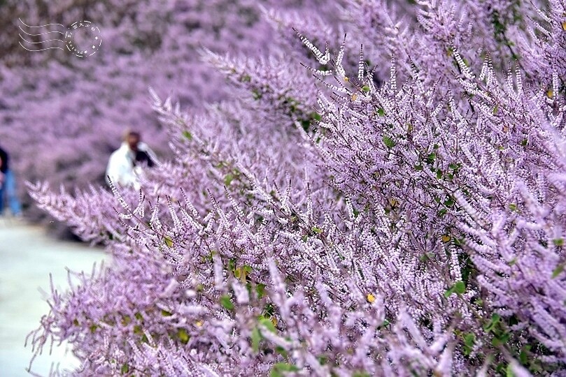 中寮瑰蜜甜心玫瑰園:麝香木