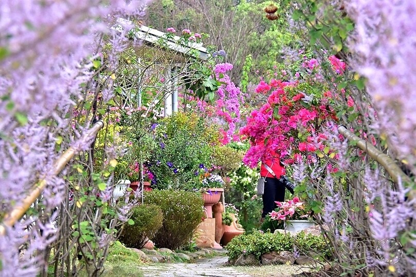 中寮瑰蜜甜心玫瑰園