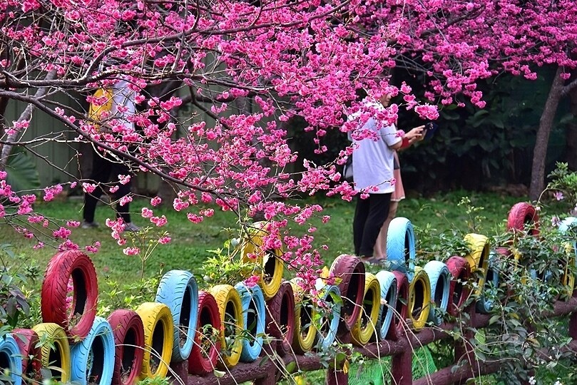 中壢莒光公園:八重櫻