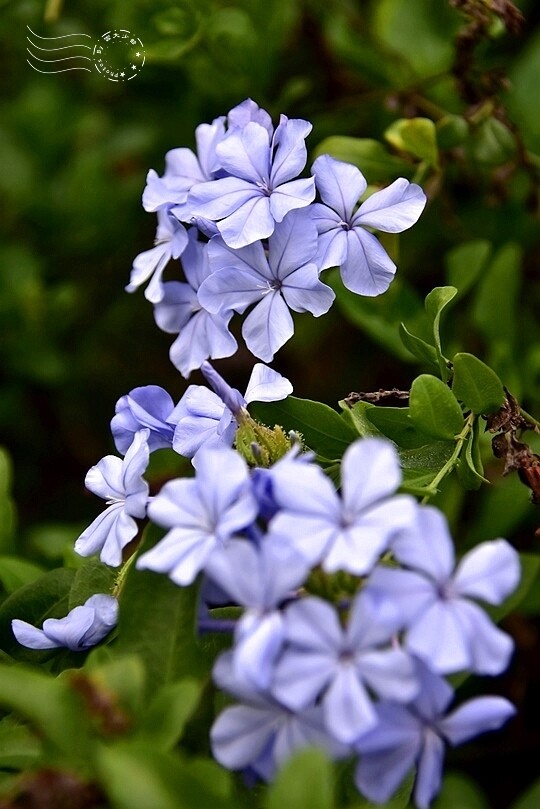 中寮瑰蜜甜心玫瑰園:藍雪