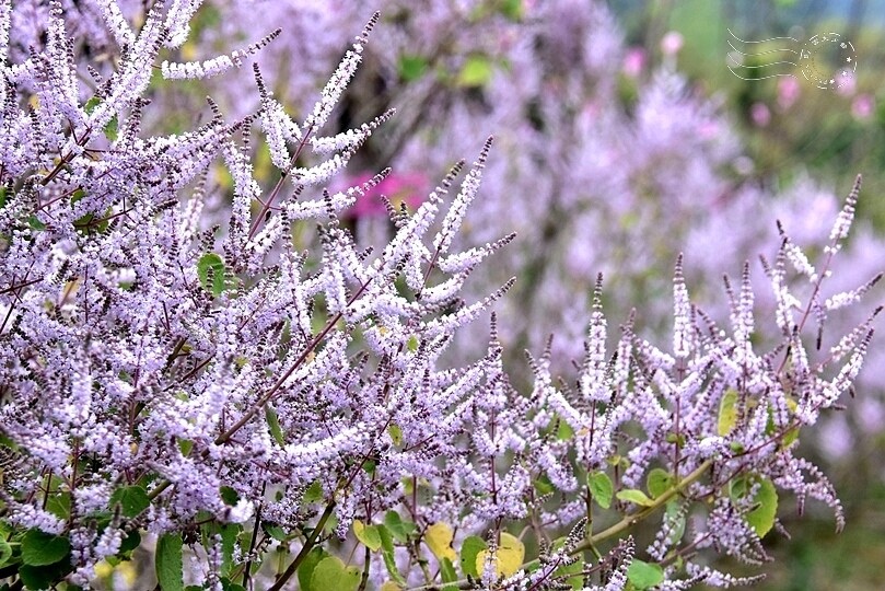 中寮瑰蜜甜心玫瑰園:麝香木