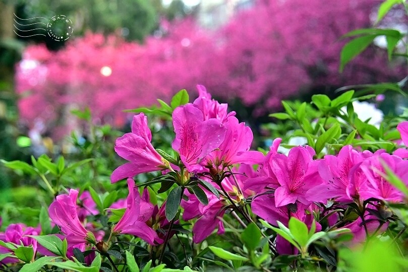 中壢莒光公園:杜鵑花