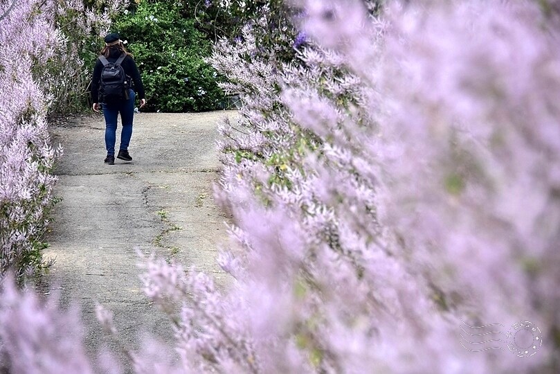 中寮瑰蜜甜心玫瑰園:麝香木