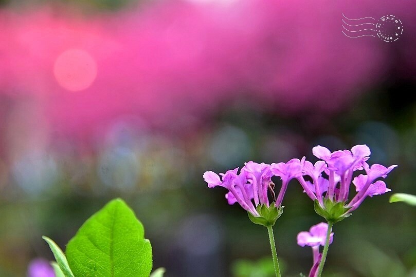 中壢莒光公園:馬櫻丹