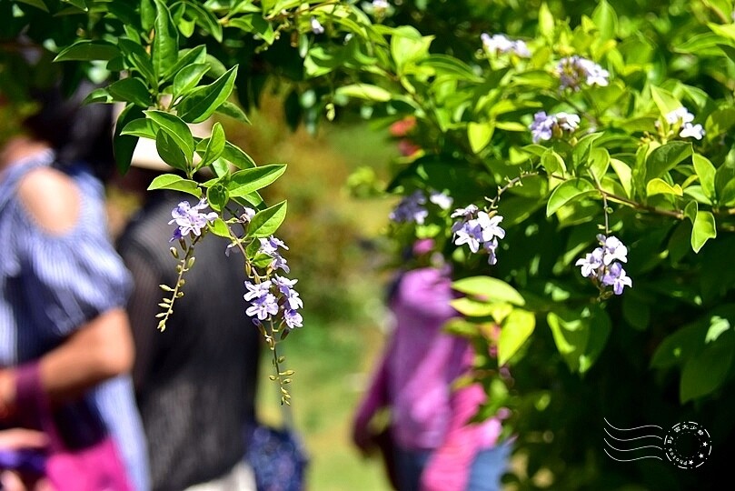 通宵龍貓車站金露花 通宵龍貓車站金露花