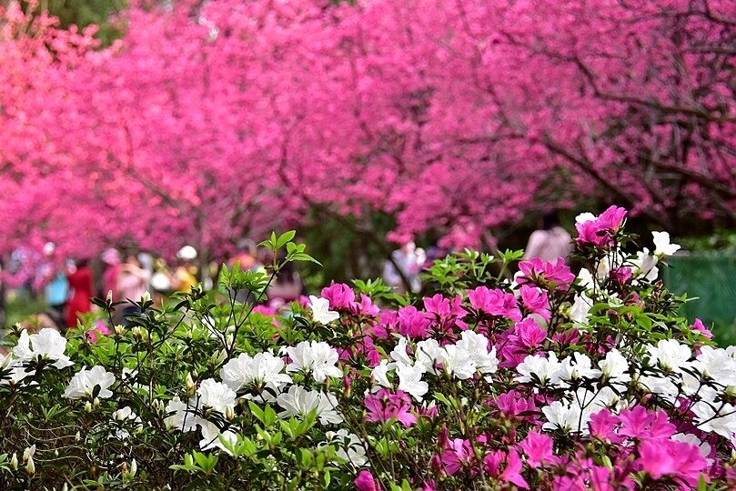中壢莒光公園:杜鵑花