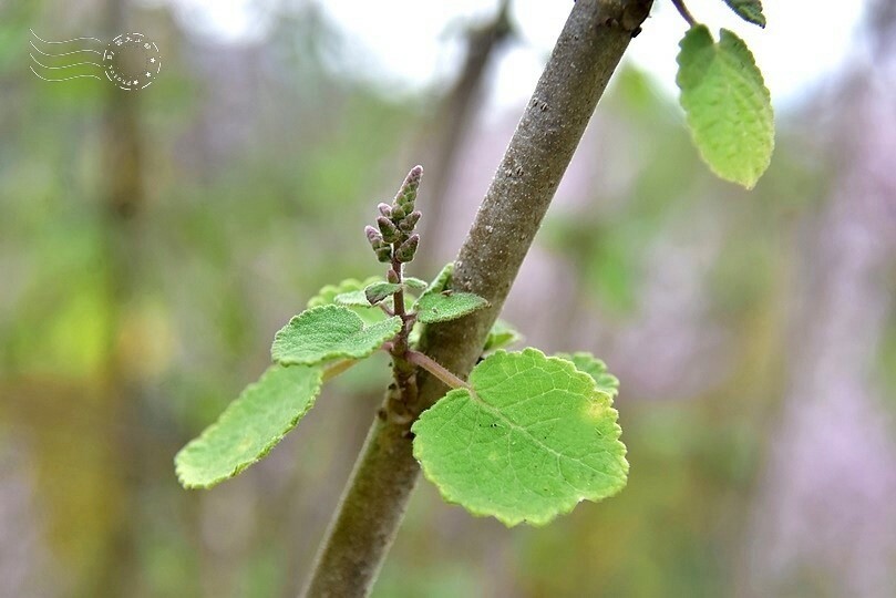 中寮瑰蜜甜心玫瑰園:麝香木