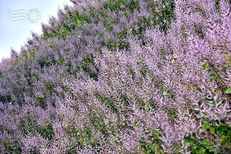 中寮瑰蜜甜心玫瑰園:麝香木